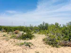 10357 Jerimiah Lane (8)