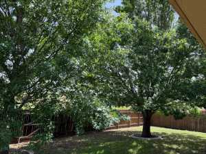4609 Pinon Ridge Dr (17)