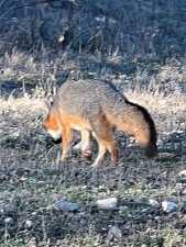 1019 Whitetail Trl (53)