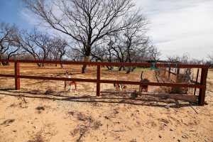 9206 Paradise Lane (9)