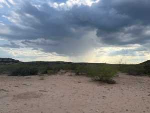 Cactus Rose Lane (27)