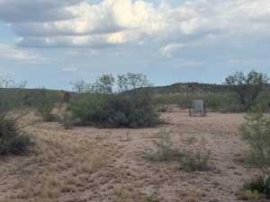 Cactus Rose Lane (34)