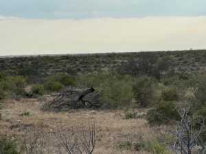 Cactus Rose Lane (15)