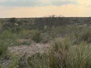 Cactus Rose Lane (23)