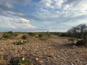 Cactus Rose Lane (24)