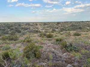 Cactus Rose Lane (27)