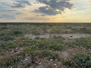 Cactus Rose Lane (28)