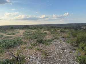 Cactus Rose Lane (29)