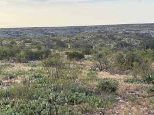 Cactus Rose Lane (30)