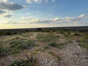 Cactus Rose Lane (32)