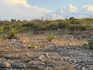 Cactus Rose Lane (35)