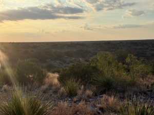 Cactus Rose Lane (43)