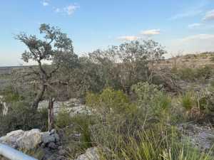 Cactus Rose Lane (44)