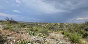 Cactus Rose Lane (52)