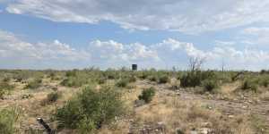 Cactus Rose Lane (55)