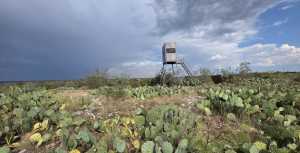 Cactus Rose Lane (58)
