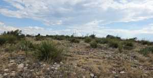 Cactus Rose Lane (60)