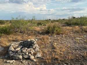 Cactus Rose Lane (7)