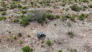 Cactus Rose Lane (75)