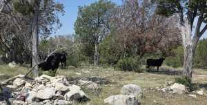 Other (12)