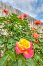 1218 Ashford Dr (78)