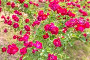 1218 Ashford Dr (12)