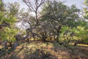 3980 US Hwy 83 (14)