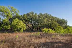 3980 US Hwy 83 (17)