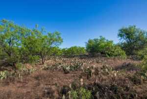 3980 US Hwy 83 (32)
