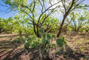 3980 US Hwy 83 (38)