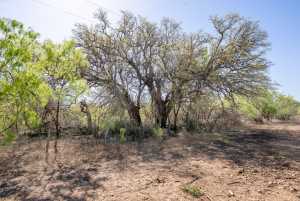 3980 US Hwy 83 (72)
