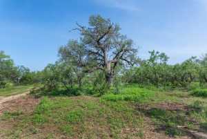 3980 US Hwy 83 (78)