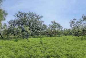 3980 US Hwy 83 (80)