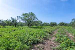 3980 US Hwy 83 (81)