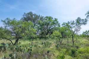 3980 US Hwy 83 (91)