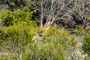 Poverty Canyon Rd (51)