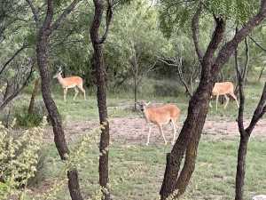 2001 Coyote Bend (47)
