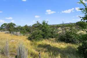 356 County Rd 132 (8)