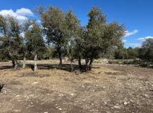 1512 Persimmon Rd (15)