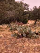 1512 Persimmon Rd (17)