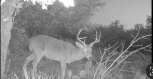 1512 Persimmon Rd (3)