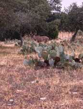 1512 Persimmon Rd (18)