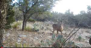 1512 Persimmon Rd (4)