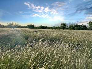 TBD W Hwy 190 (15)