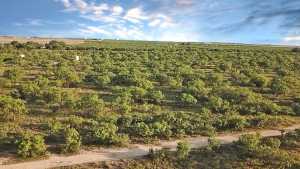TBD W Hwy 190 (4)