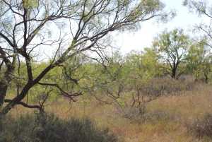 County Rd 130 (10)