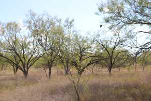 County Rd 130 (12)