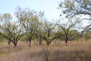 County Rd 130 (13)