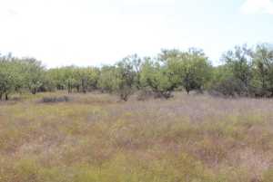 County Rd 130 (15)