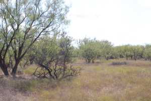 County Rd 130 (16)